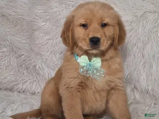 Golden Retriever dogs Bruno - Ad 22