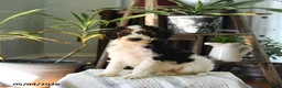 Standard Poodle dogs for sale: Dundee - Ad 5