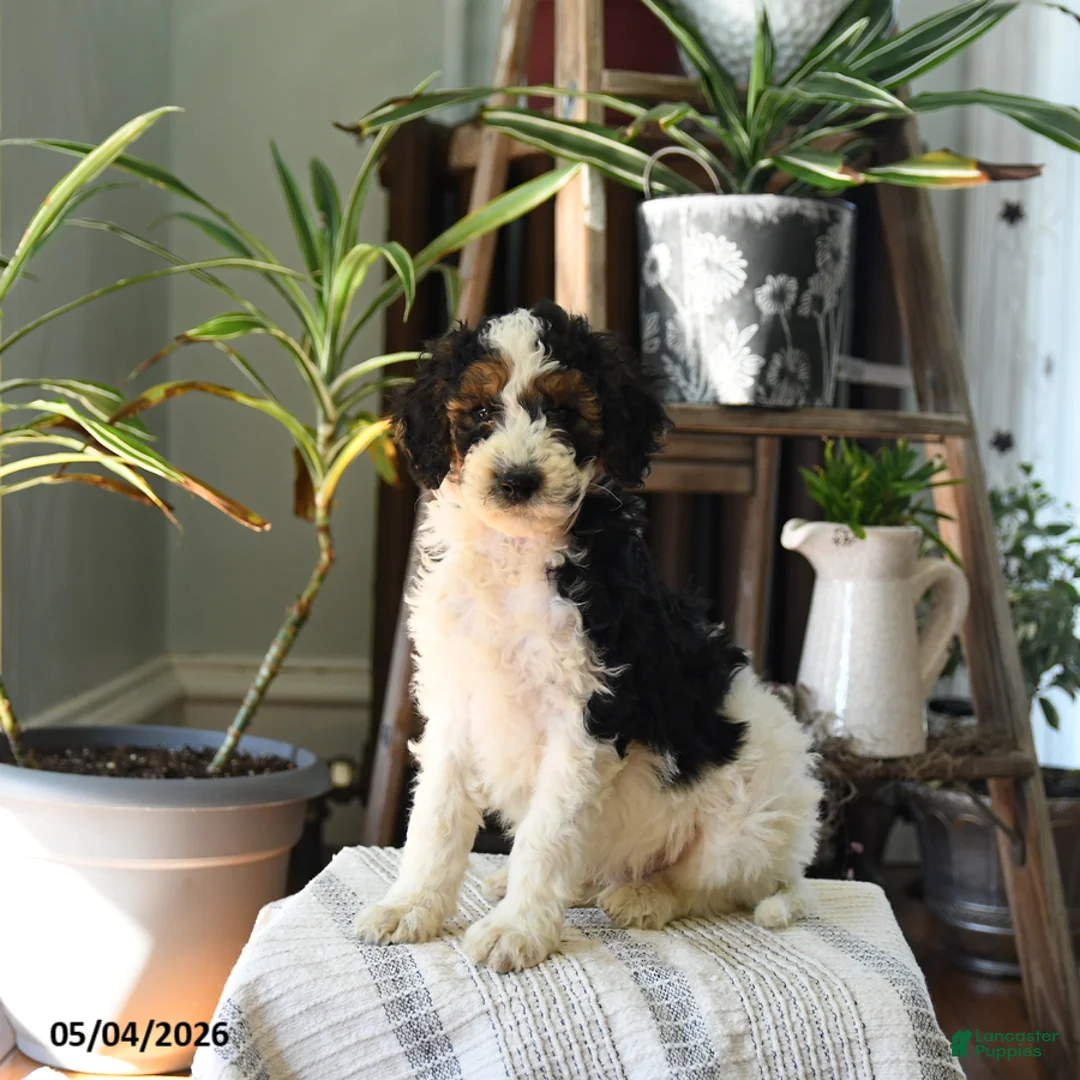 Standard Poodle dogs for sale: Dundee - Ad 5