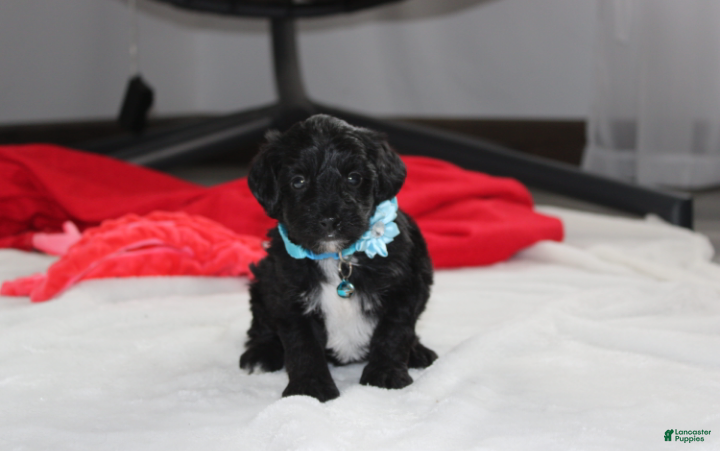 Yorkiepoo dogs Ranger  - Ad 2