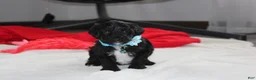Yorkiepoo dogs for sale: Ranger  - Ad 2
