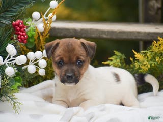 Jack Russell Terrier dogs Posy - Ad 3