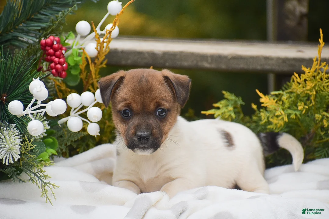Jack Russell Terrier dogs for sale: Posy - Ad 1