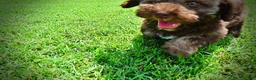 Havapoo dogs for sale: Frisco - Ad 22
