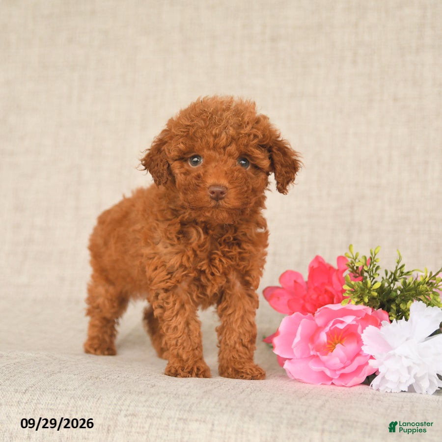 Toy Poodle dogs Tammy - Ad 1