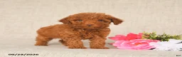 Toy Poodle dogs for sale: Tammy - Ad 1