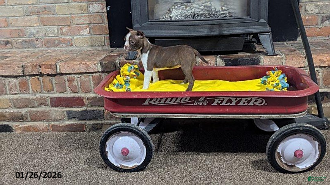 Boston Terrier dogs for sale: Hadassah - Ad 3