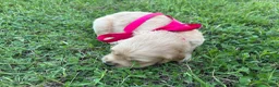 Golden Retriever dogs for sale: Golden Retriever 5 - Ad 8