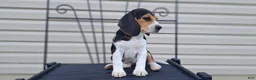 Beagle dogs for sale: PIPER - Ad 7