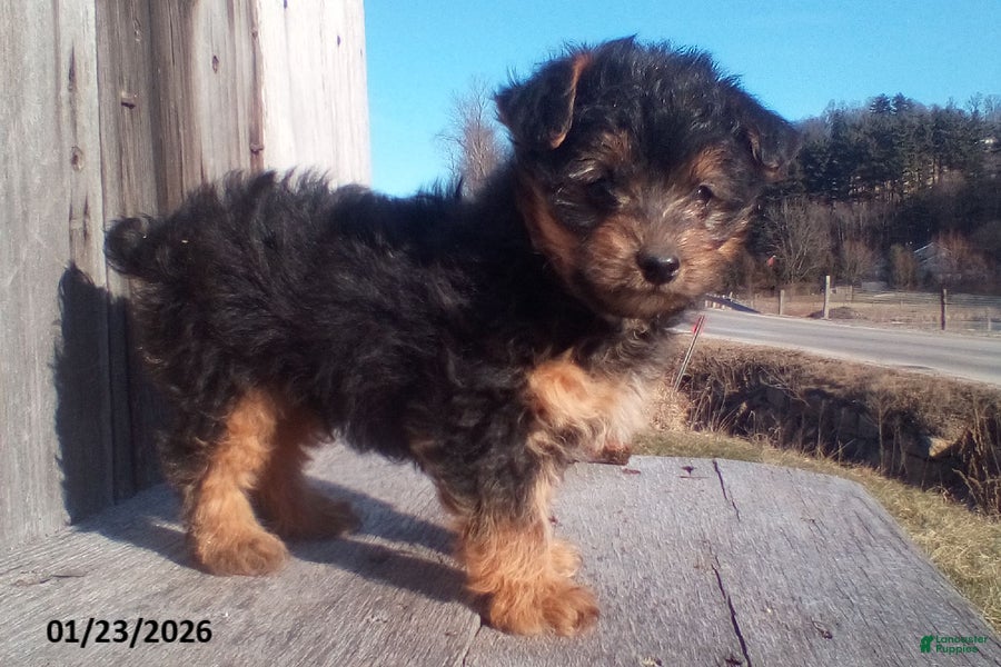 Yorkiepoo dogs Teddy - Ad 6