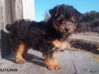 Yorkiepoo dogs Teddy - Ad 18