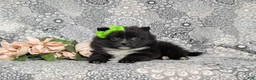 Pomeranian dogs for sale: Mindy 9 lbs Full Grown - Ad 5