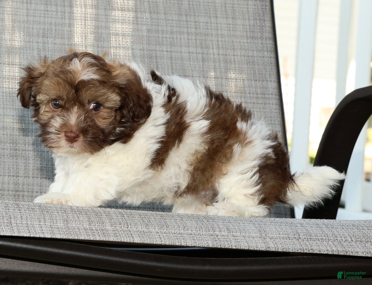 Havanese dogs Major - Ad 2