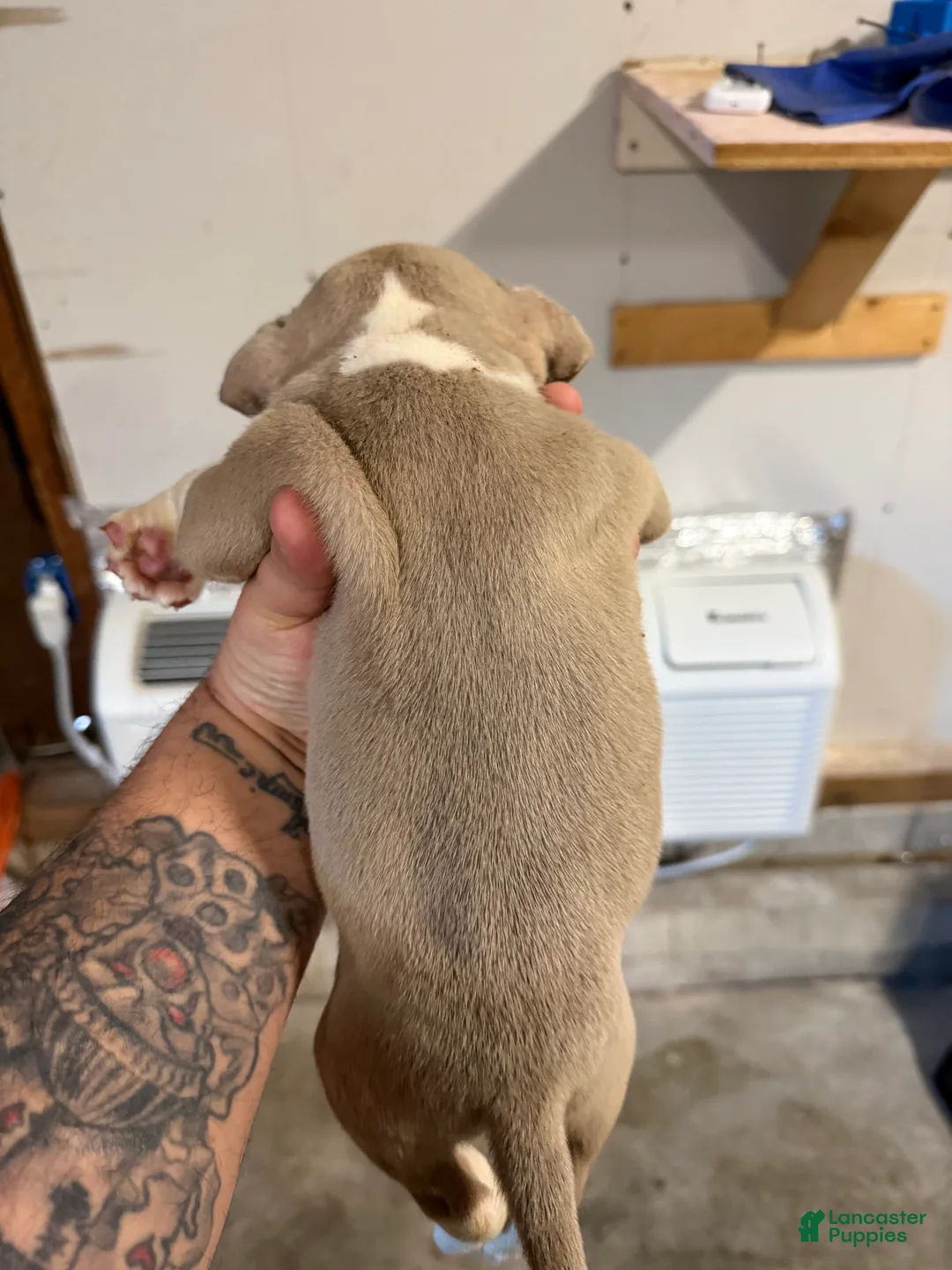 American Bully dogs for sale: American Bully Puppy 1 - Ad 2