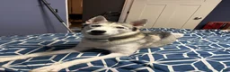 Siberian Husky dogs for sale: Siberian Husky Puppy 2 - Ad 2