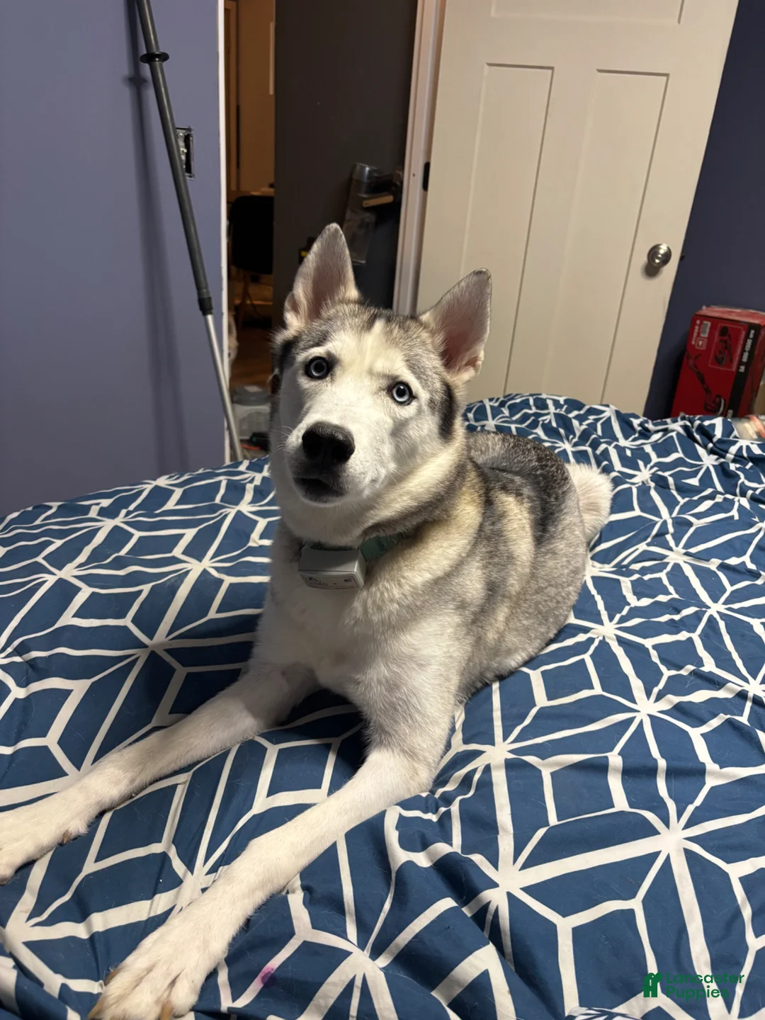 Siberian Husky dogs for sale: Siberian Husky Puppy 2 - Ad 2