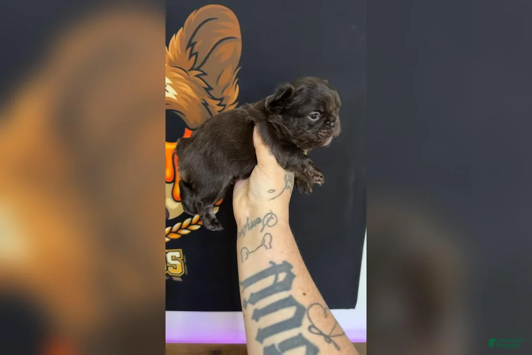 French Bulldog dogs for sale: Chocolate Visual Fluffy - Ad 2