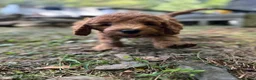 Irish Doodle dogs for sale: Rusty  - Ad 4
