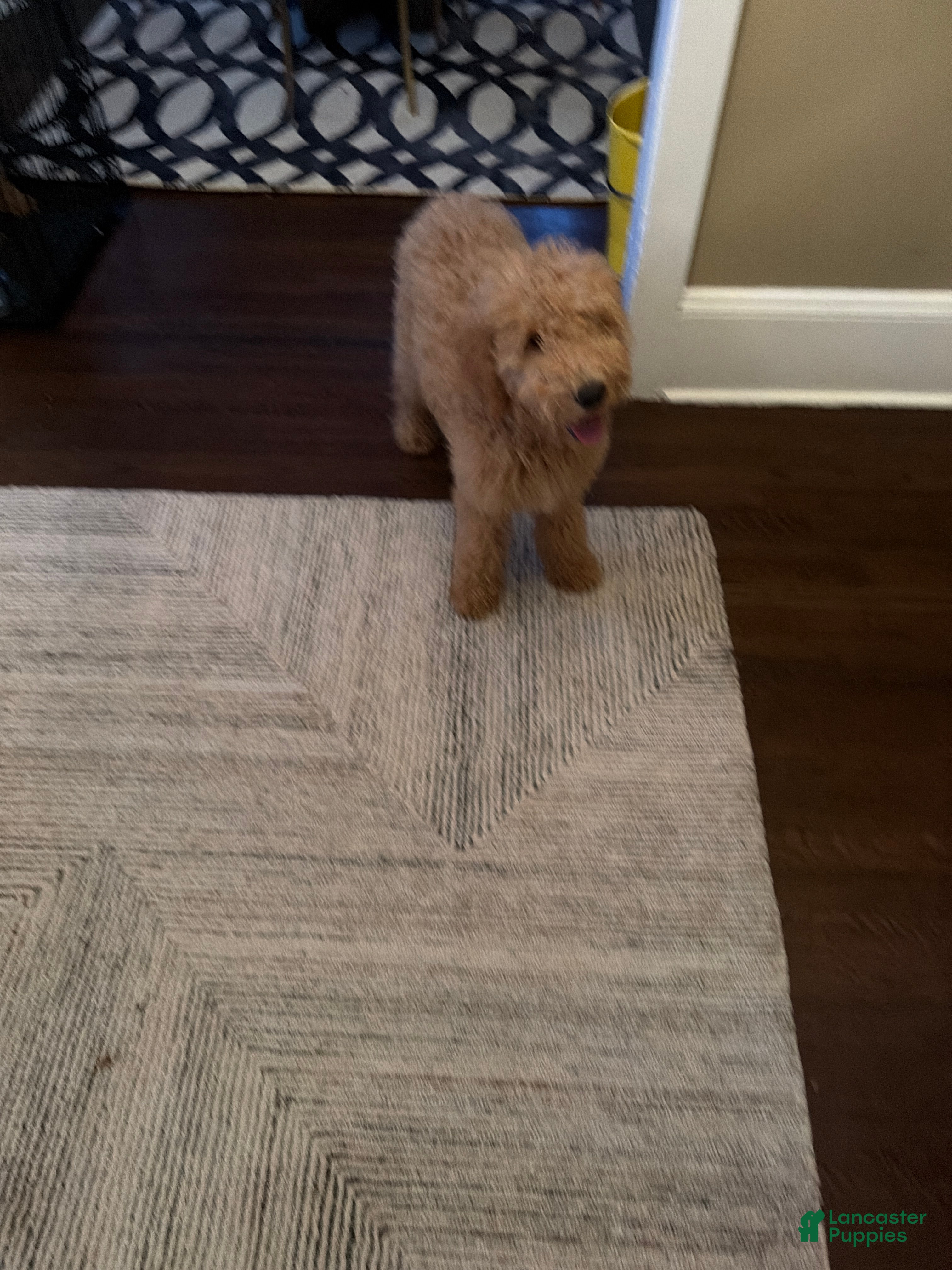 Goldendoodle dogs Goldendoodle Puppy 1 - Ad 33