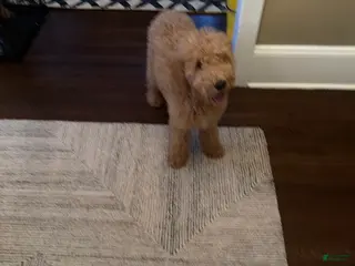 Goldendoodle dogs Goldendoodle Puppy 1 - Ad 4