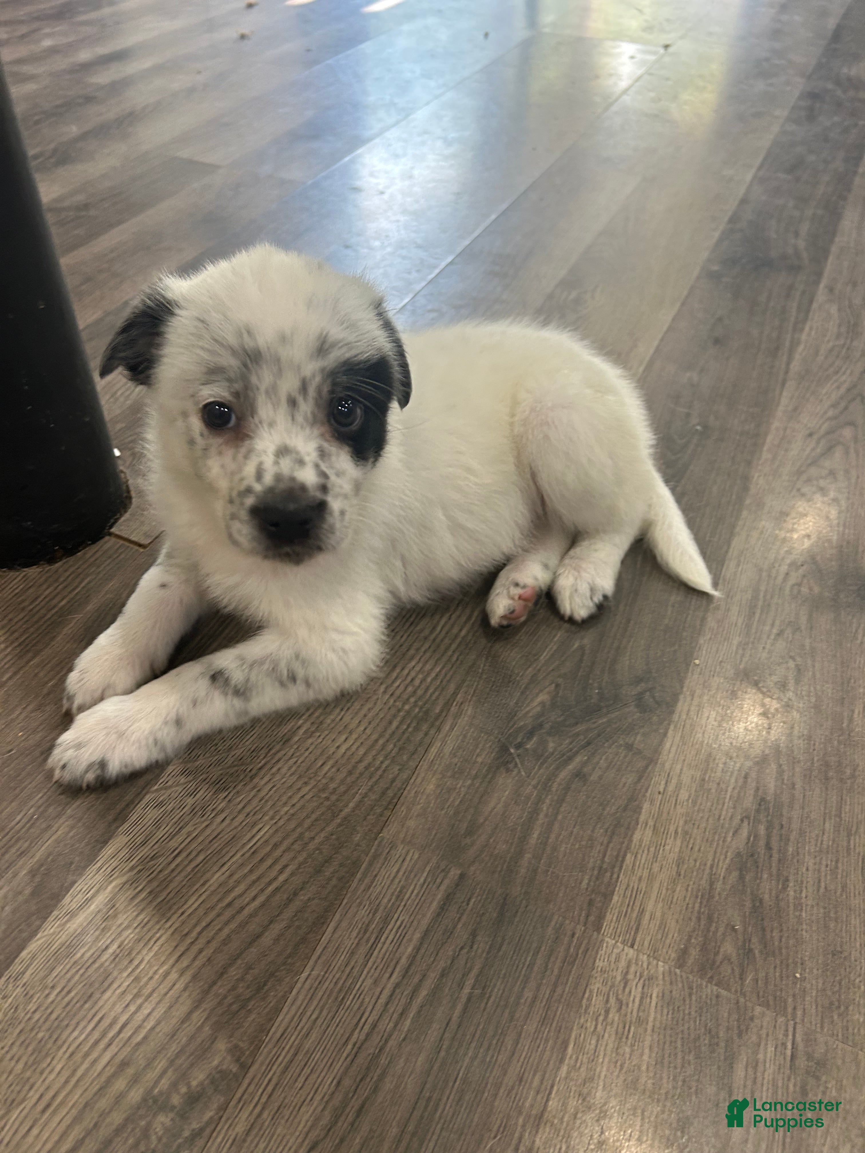 Mixed Breed dogs Tara - Ad 2