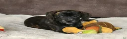 Puggle dogs for sale: Lola - Ad 2