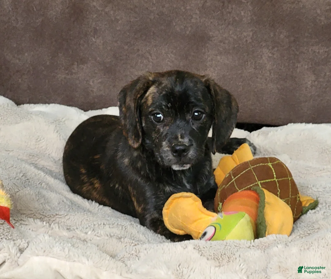 Puggle dogs for sale: Lola - Ad 2