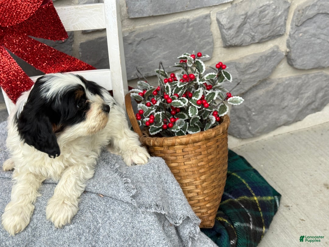 Cavapoo dogs for sale: Allie - Ad 10