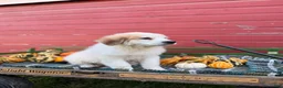 Great Pyrenees dogs for sale: Clark - Ad 4