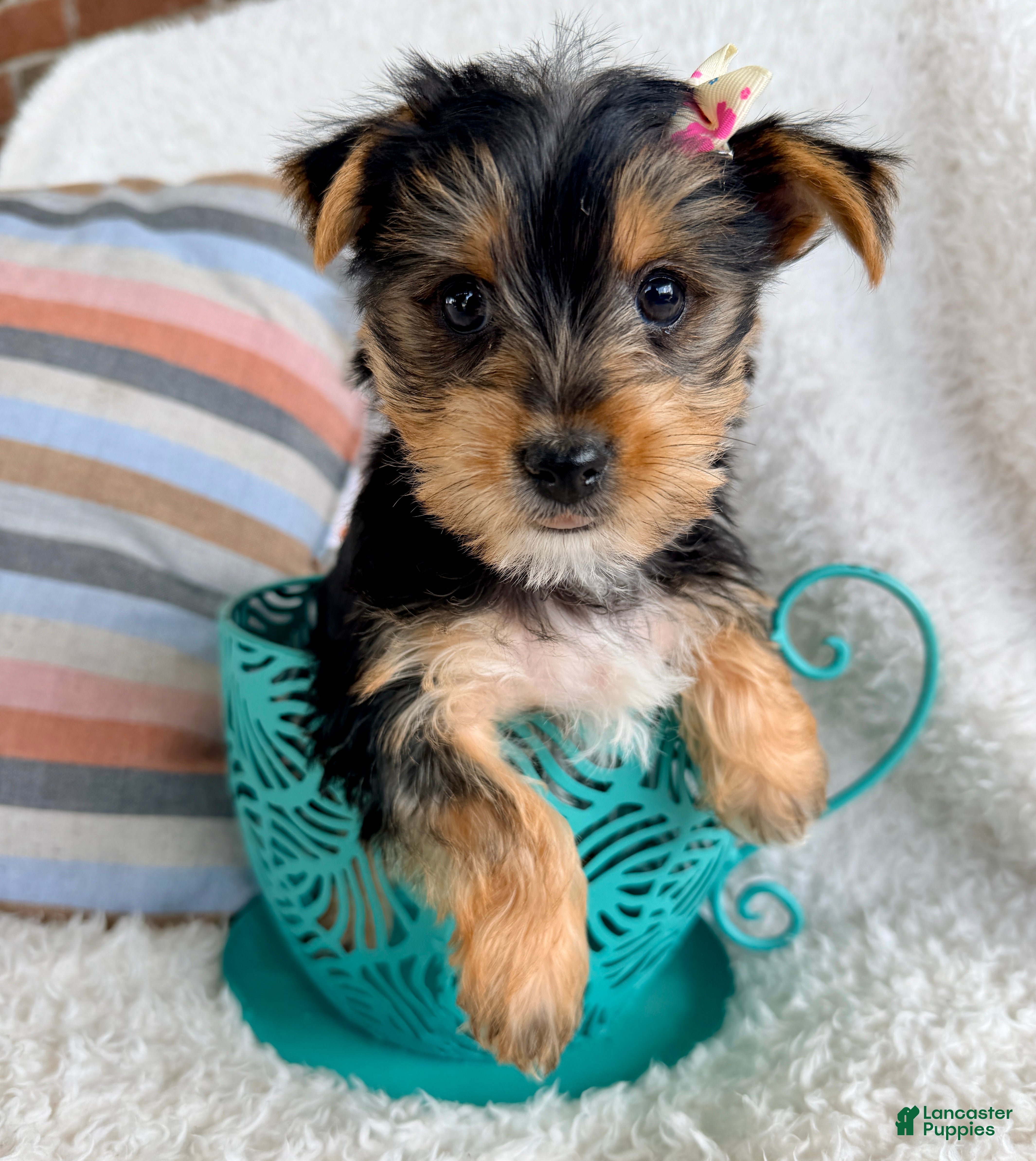 Yorkshire Terrier dogs Jasmin - Ad 1