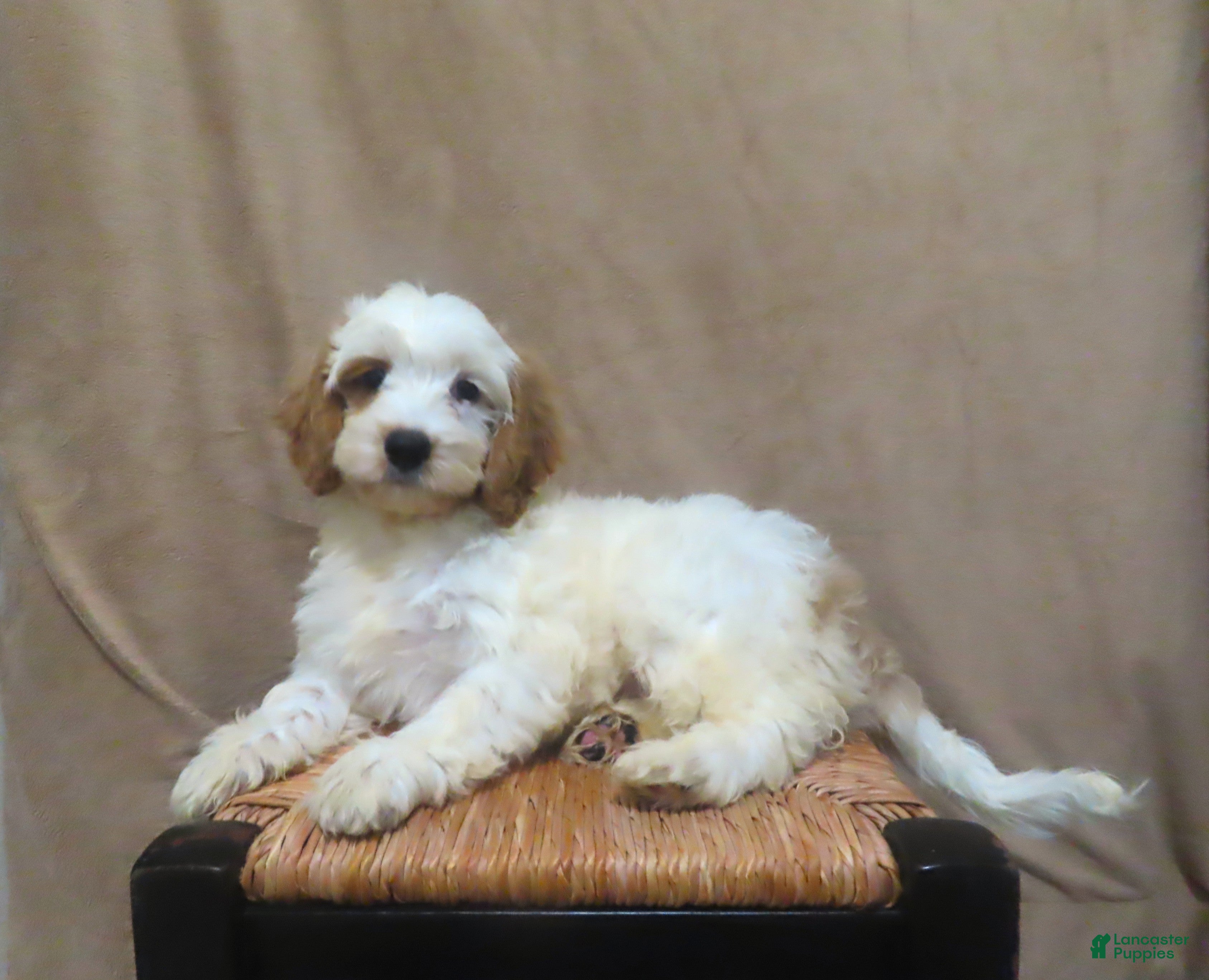 Cockapoo dogs Cream - Ad 2
