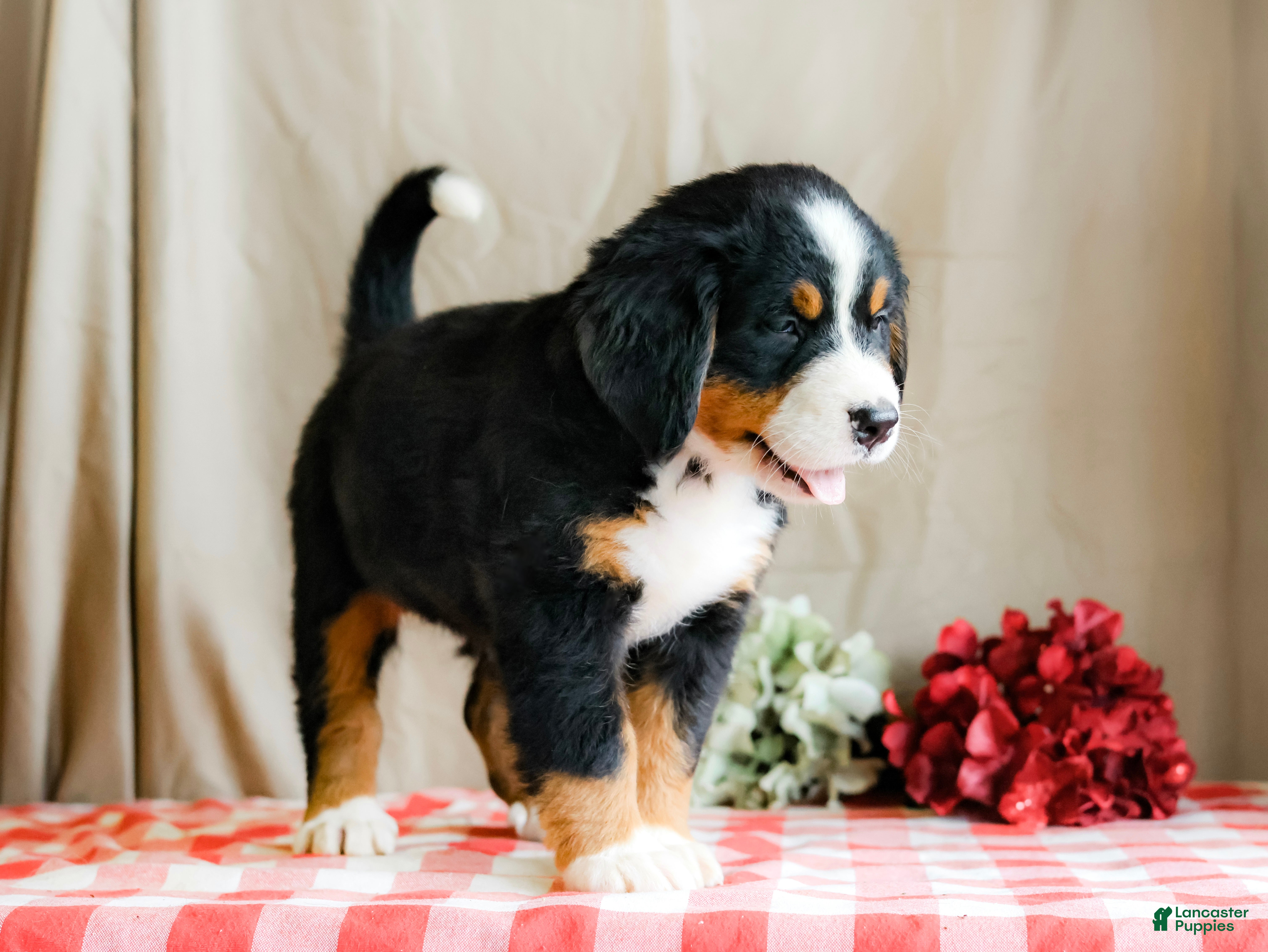 Bernese Mountain Dog dogs Marshal - Ad 40