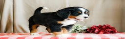 Bernese Mountain Dog dogs for sale: Marshal - Ad 1