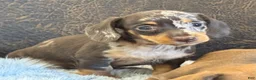Miniature Dachshund dogs for sale: Daisy - Ad 3