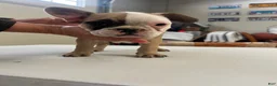 French Bulldog dogs for sale: French Bulldog Puppy 4 - Ad 8