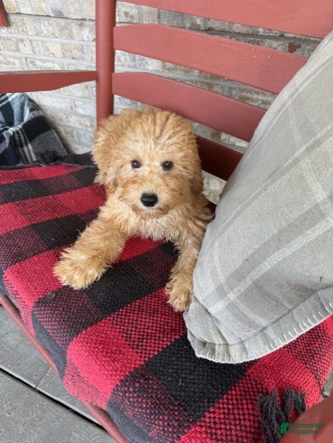 Mixed Breed dogs Tucker - Ad 38