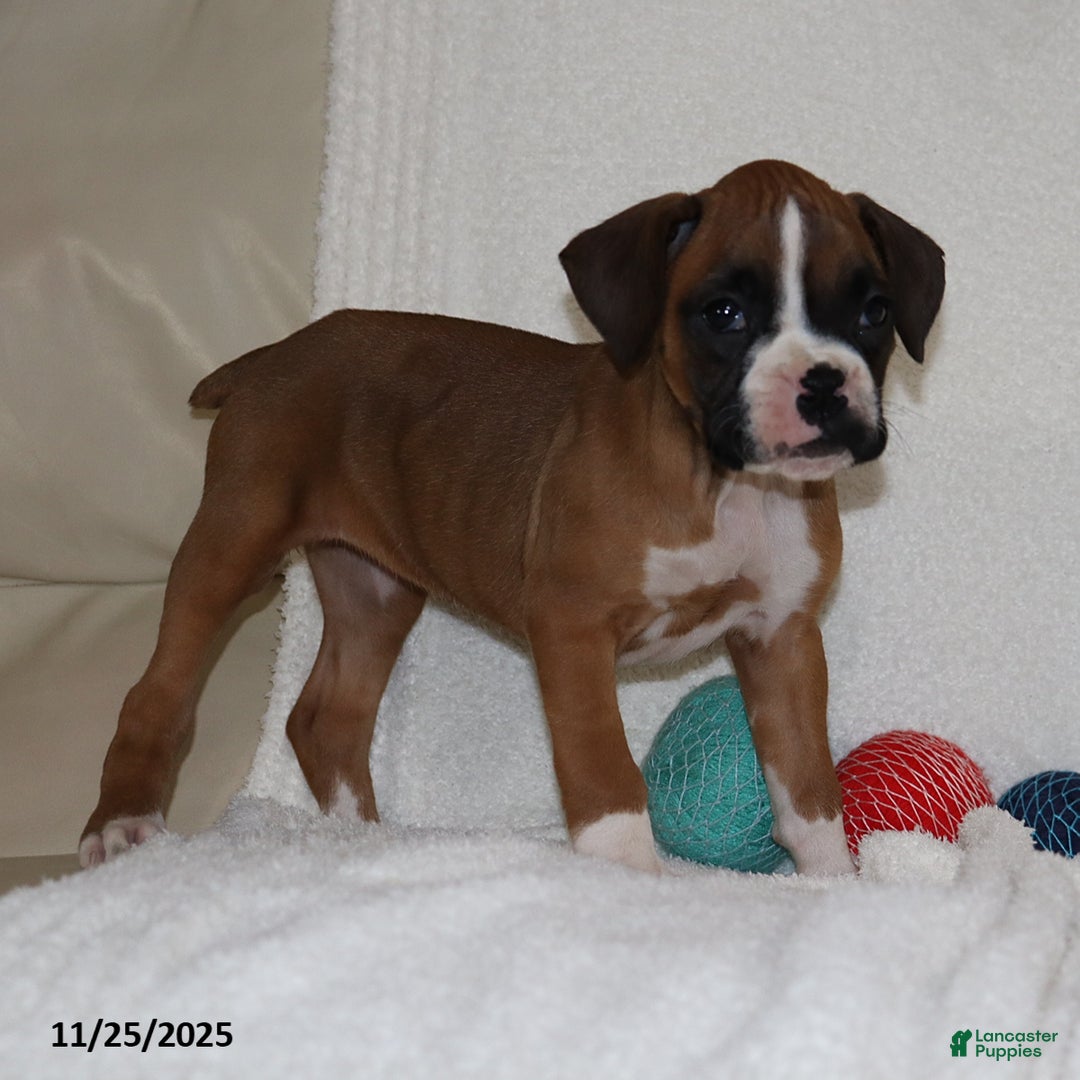 Boxer dogs for sale: Karla - Ad 10