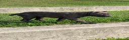 Cane Corso dogs for sale: Ceres - Ad 9
