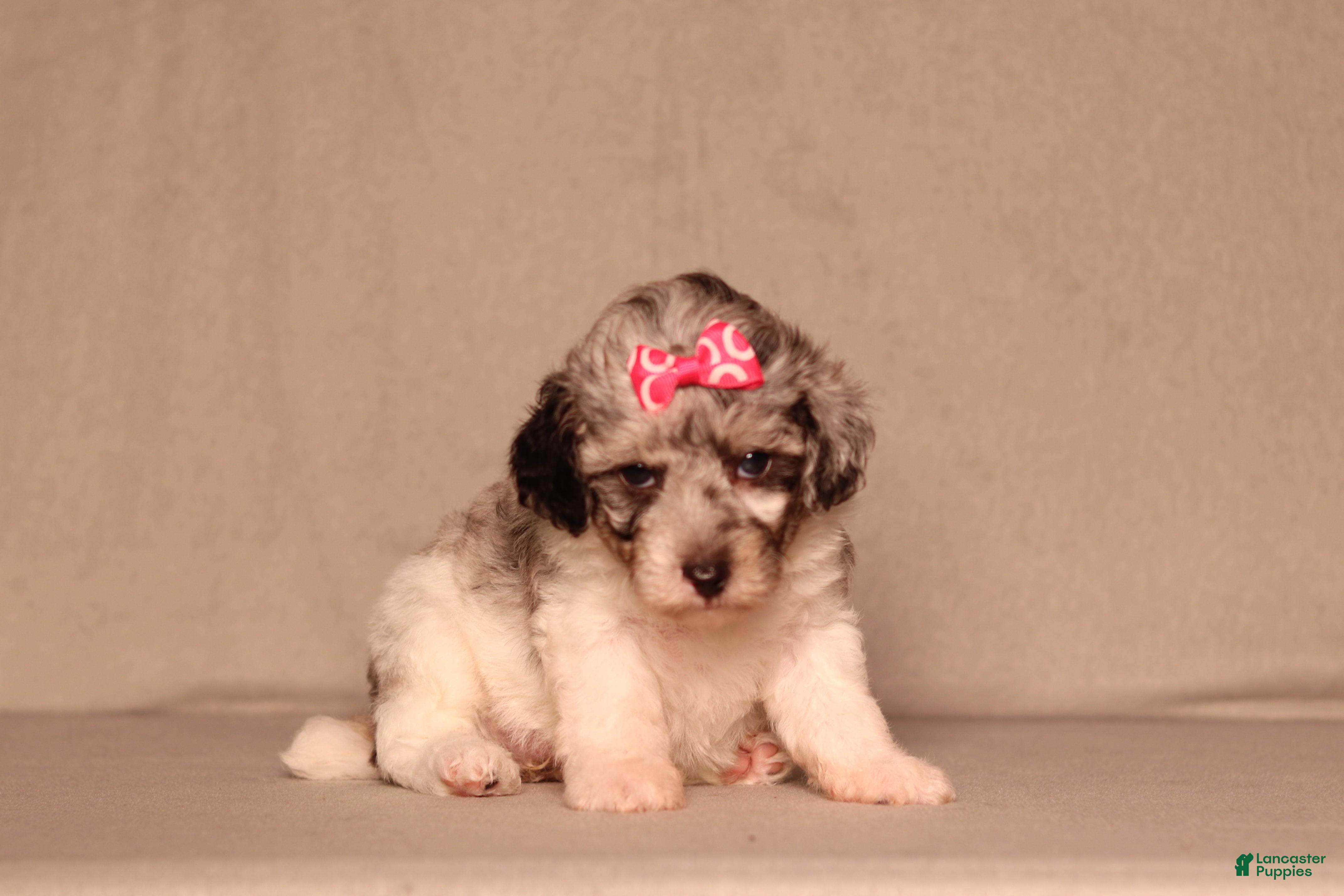 Miniature Poodle dogs Bella - Ad 1