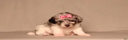 Miniature Poodle dogs for sale: Bella - Ad 1