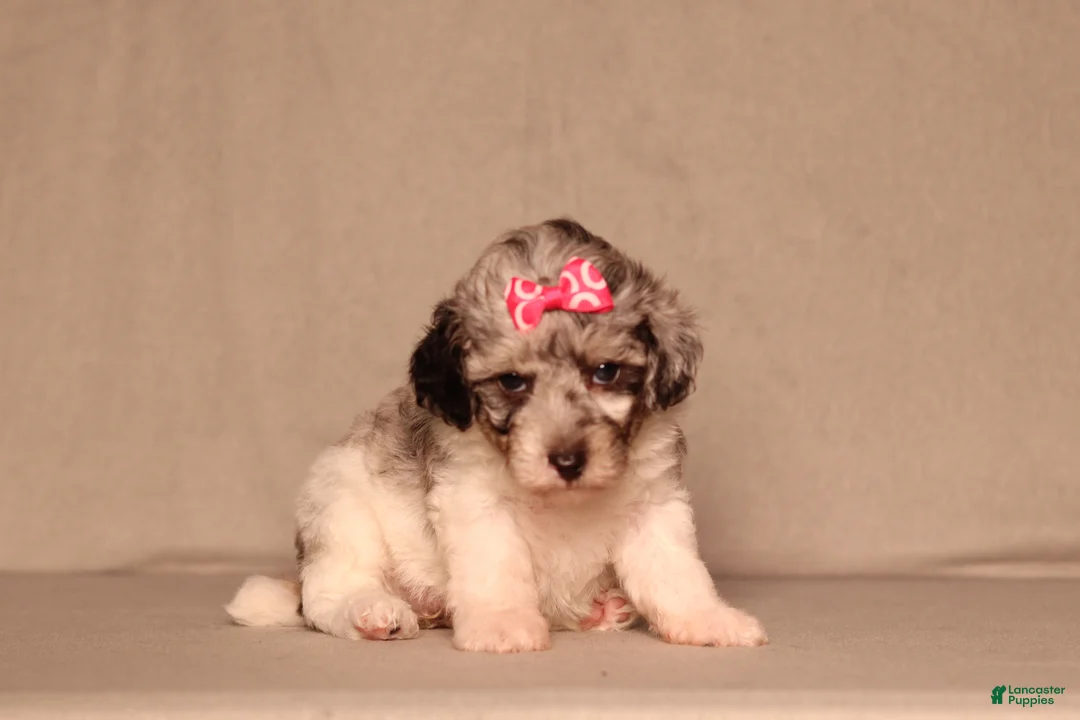 Miniature Poodle dogs for sale: Bella - Ad 1
