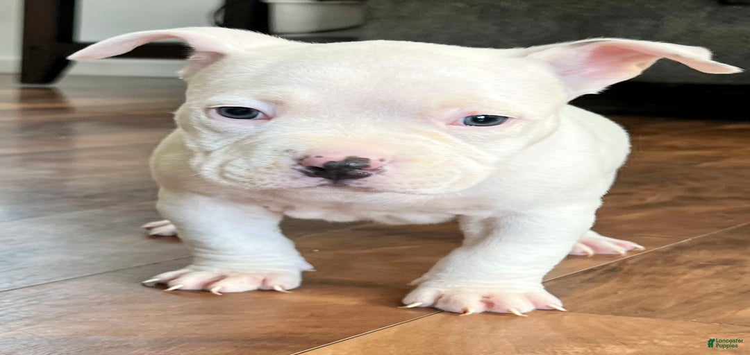 Gallery Image {{count}}