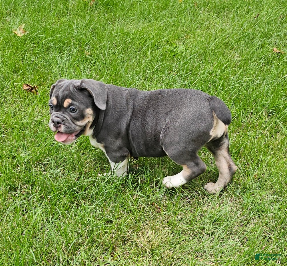 Mixed Breed dogs Freelance Blue Girl - Ad 2