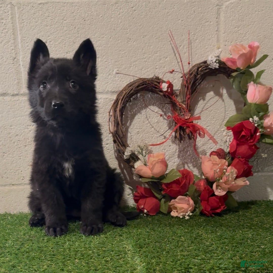 German Shepherd dogs for sale: SCAMPI - Ad 11