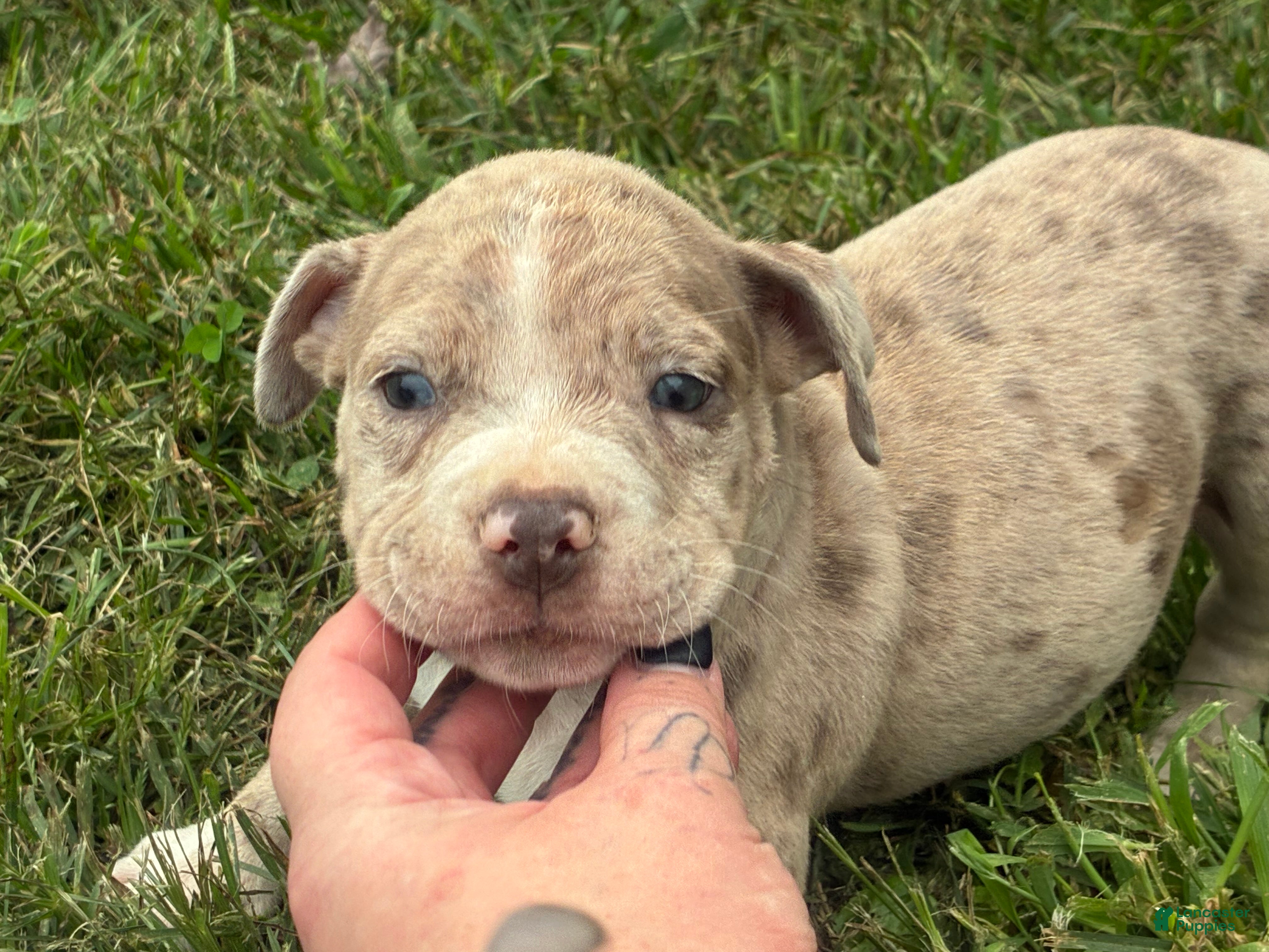Olde English Bulldogge dogs Olde English Bulldogge 2 - Ad 1