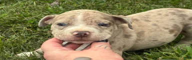 Olde English Bulldogge 2
