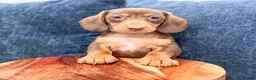 Miniature Dachshund dogs for sale: Duke - Ad 2