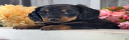 Miniature Dachshund dogs for sale: Digger - Ad 5