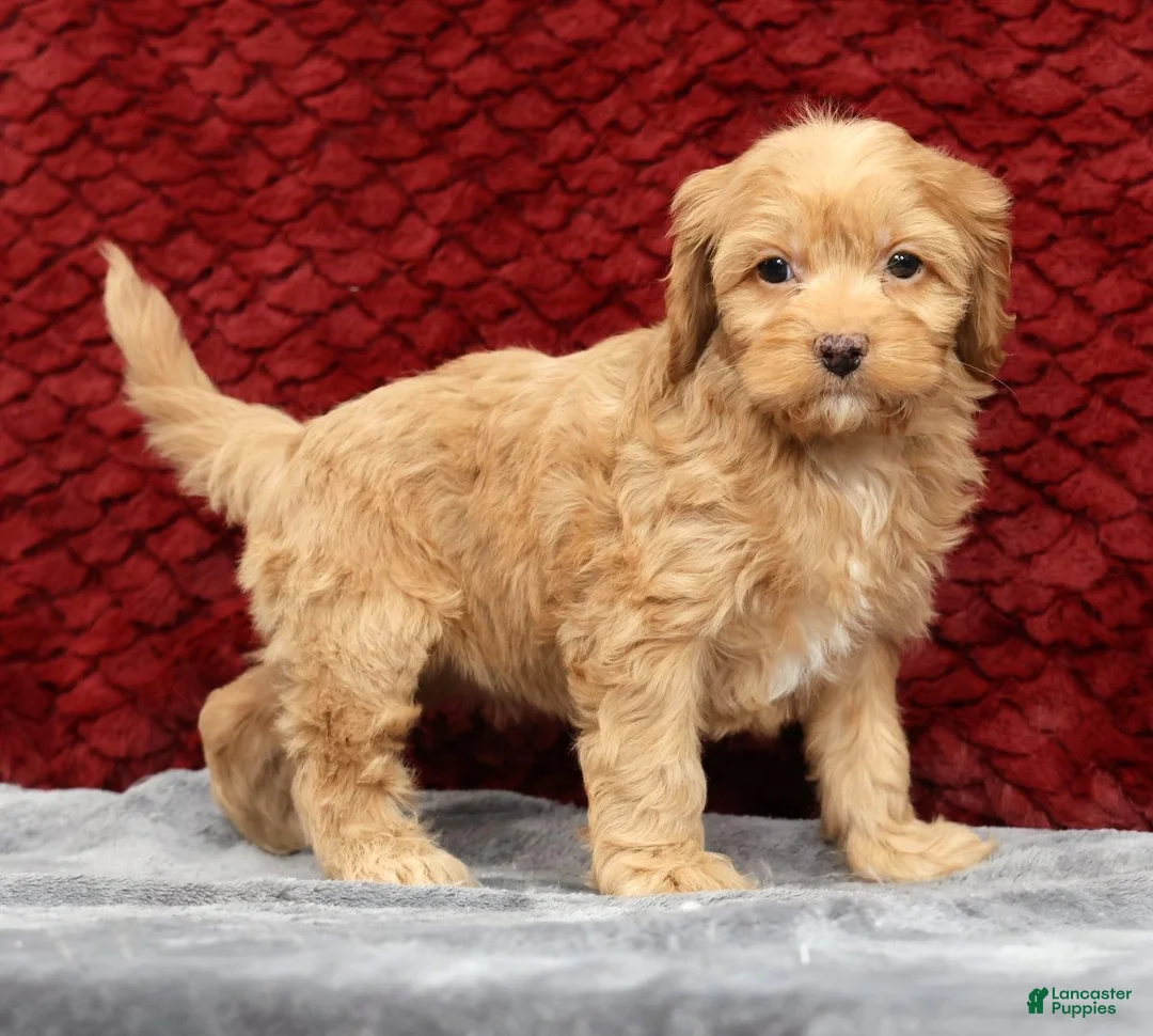 Cavapoo dogs for sale: Sandy - Ad 1