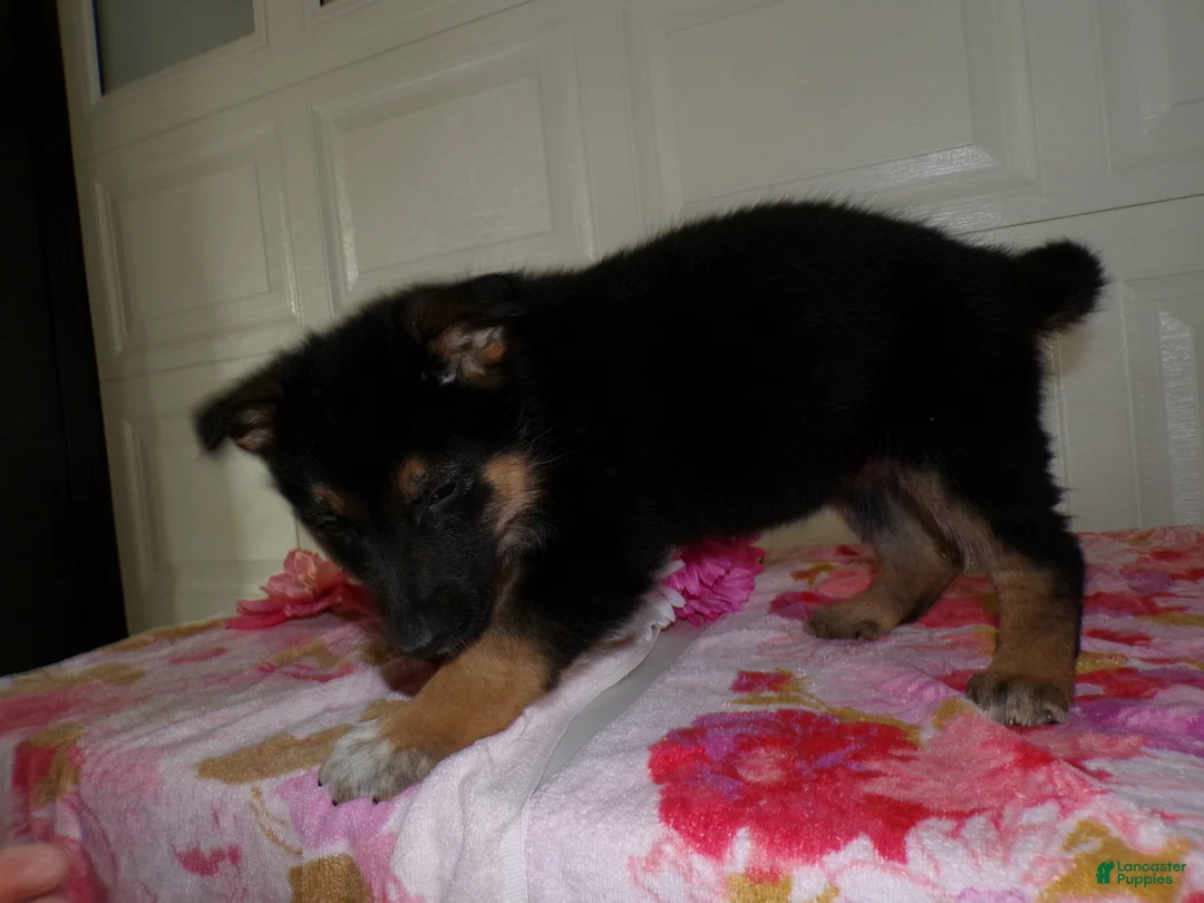German Shepherd dogs for sale: German Shepherd Puppy 5 Legend - Ad 3
